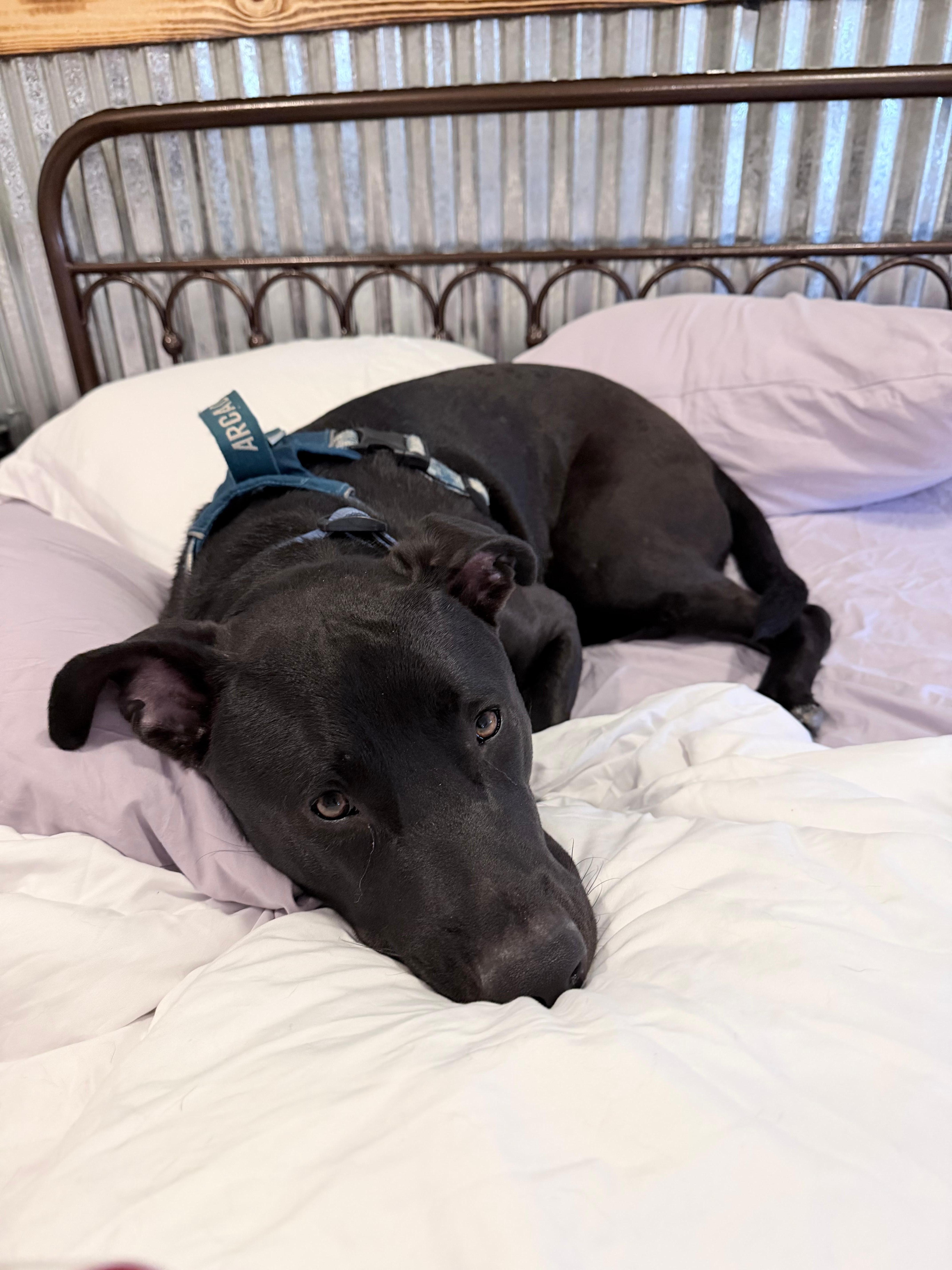 Cocoa approved of the bed 