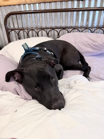 Cocoa approved of the bed