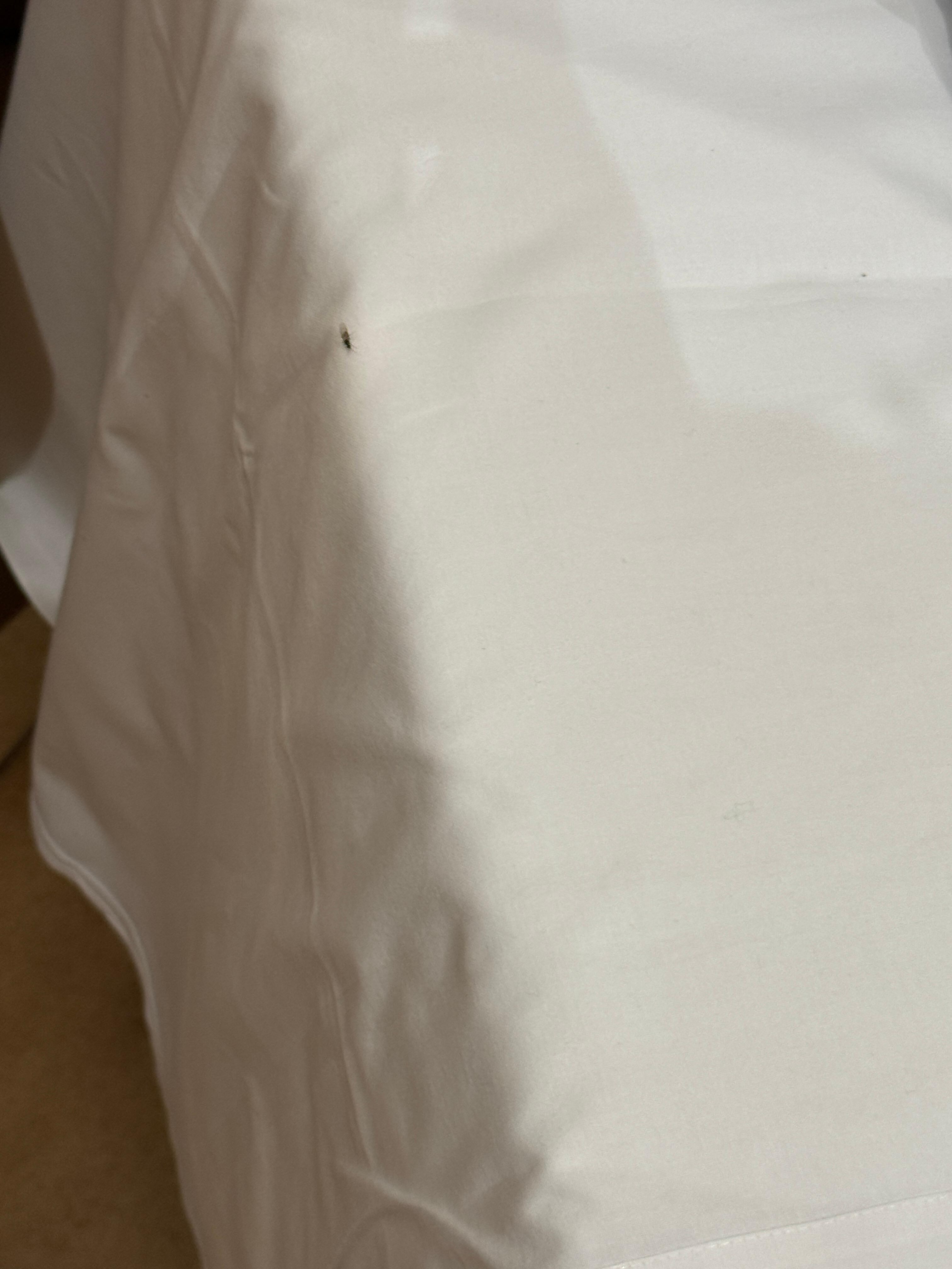 Bug crawling all over
