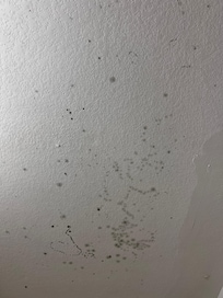 Batgroom ceiling
