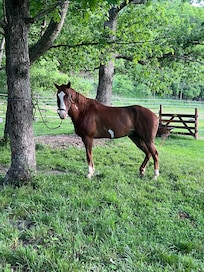 Horse getting groomed
