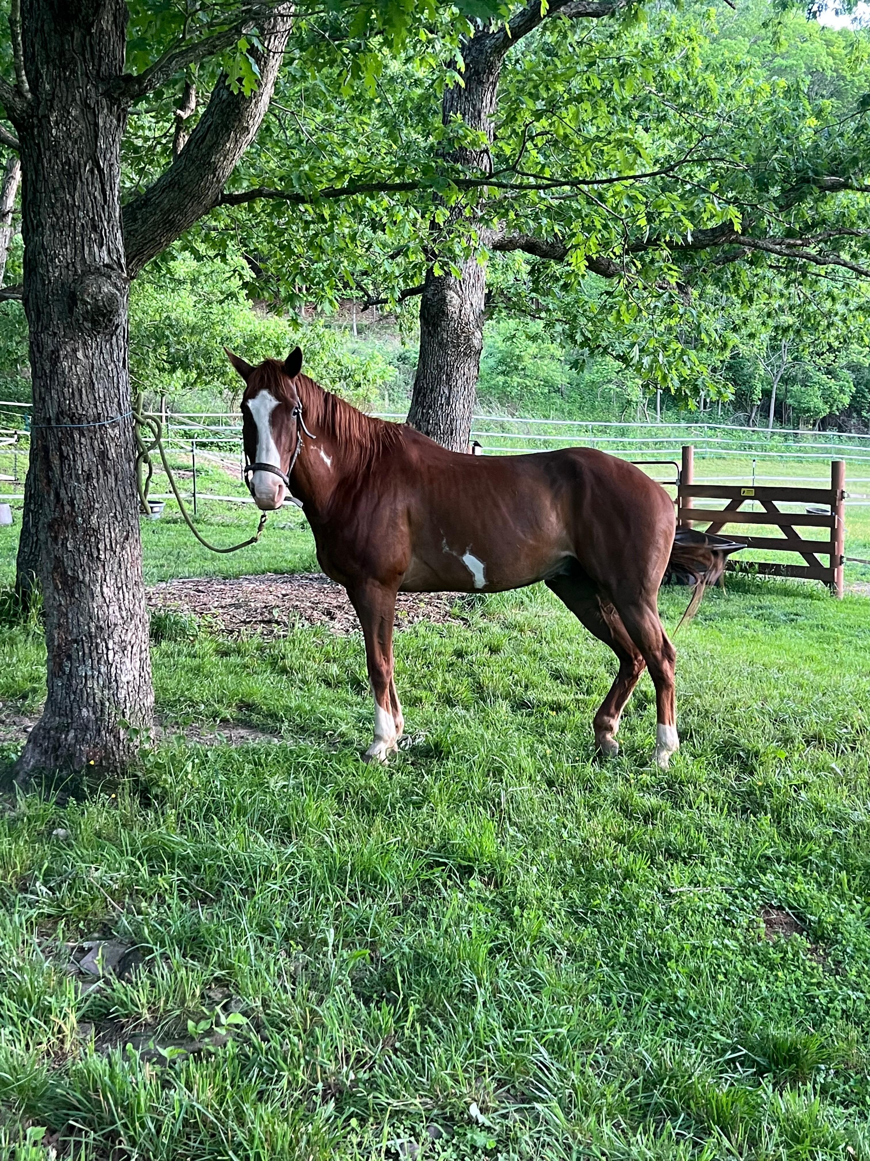 Horse getting groomed