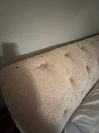 Mouse droppings across headboard