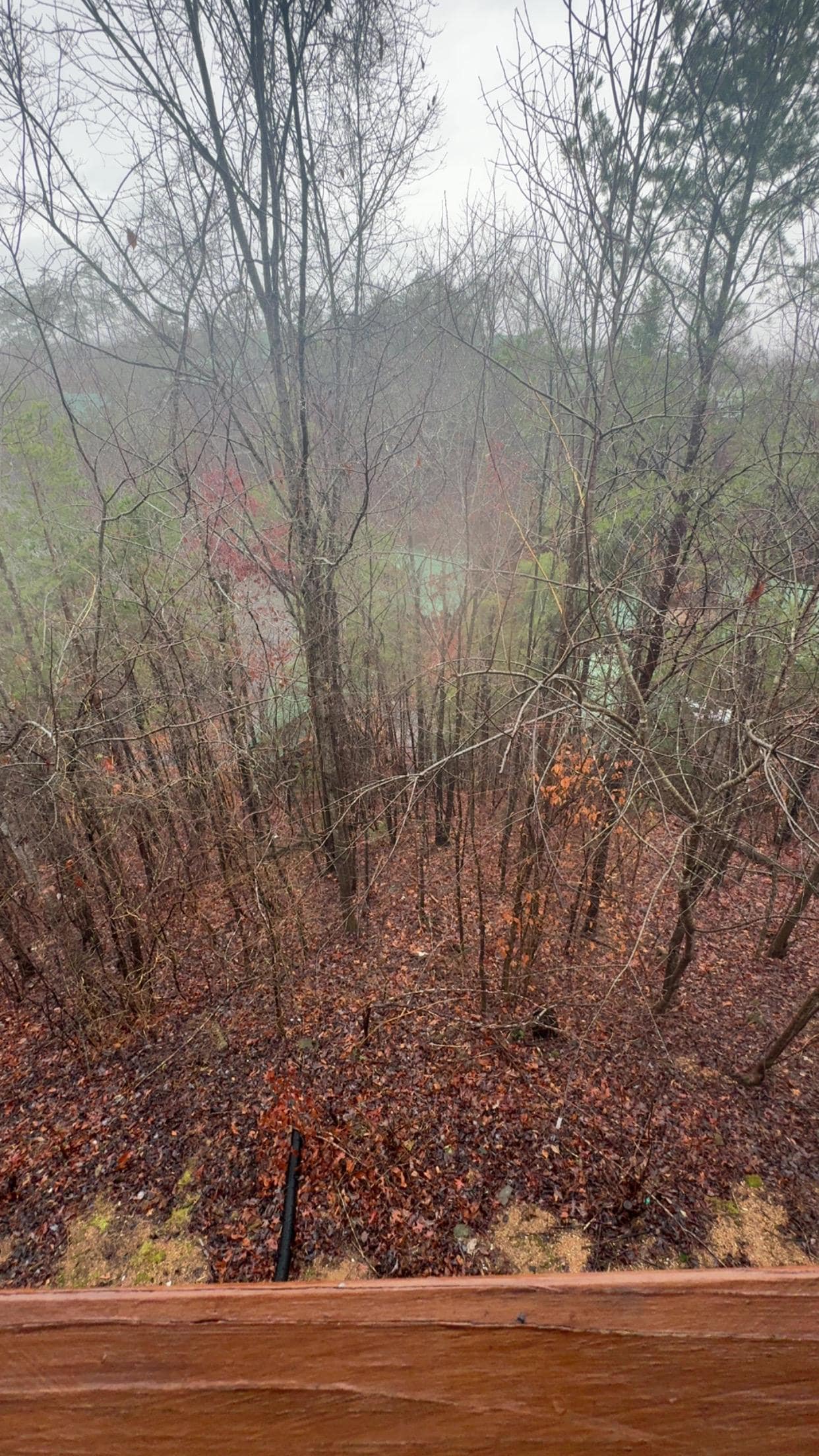 The woods behind the house made us feel so tucked away! 