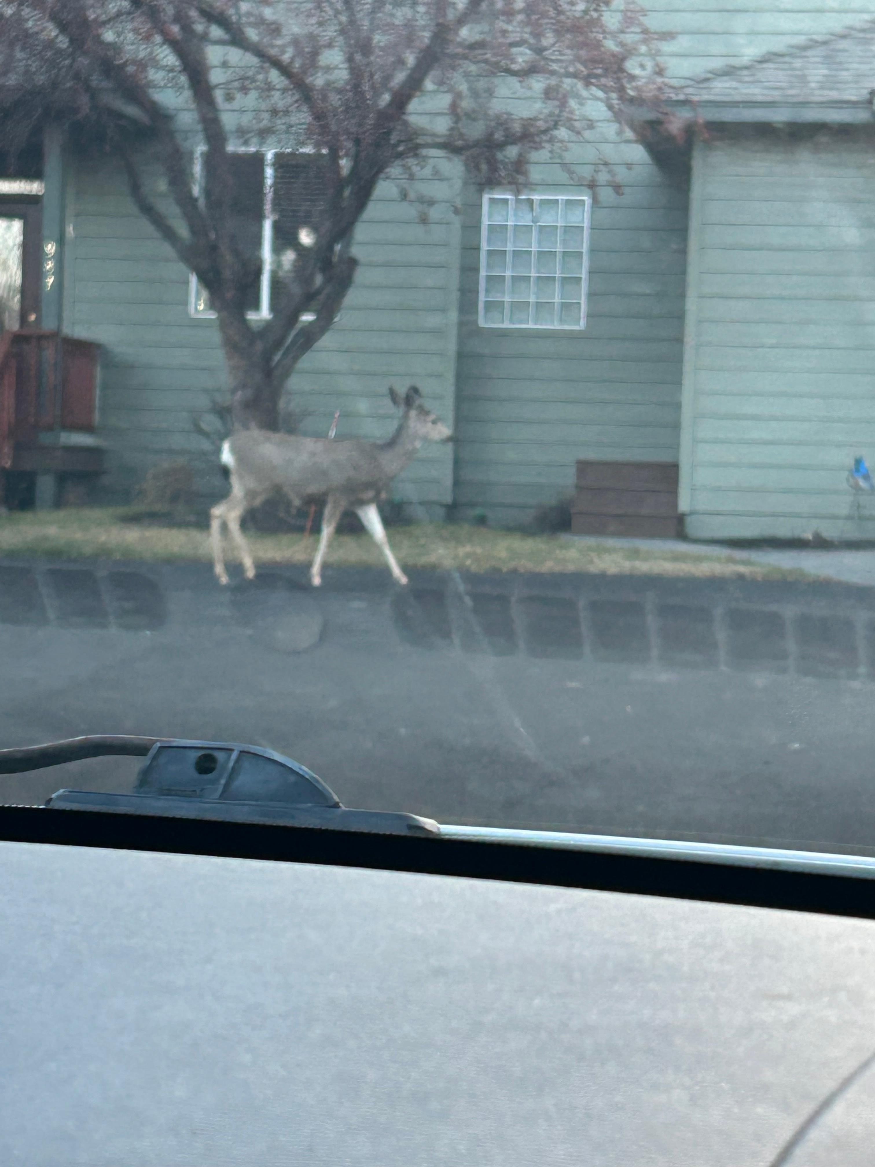 Deer wandering the  property 