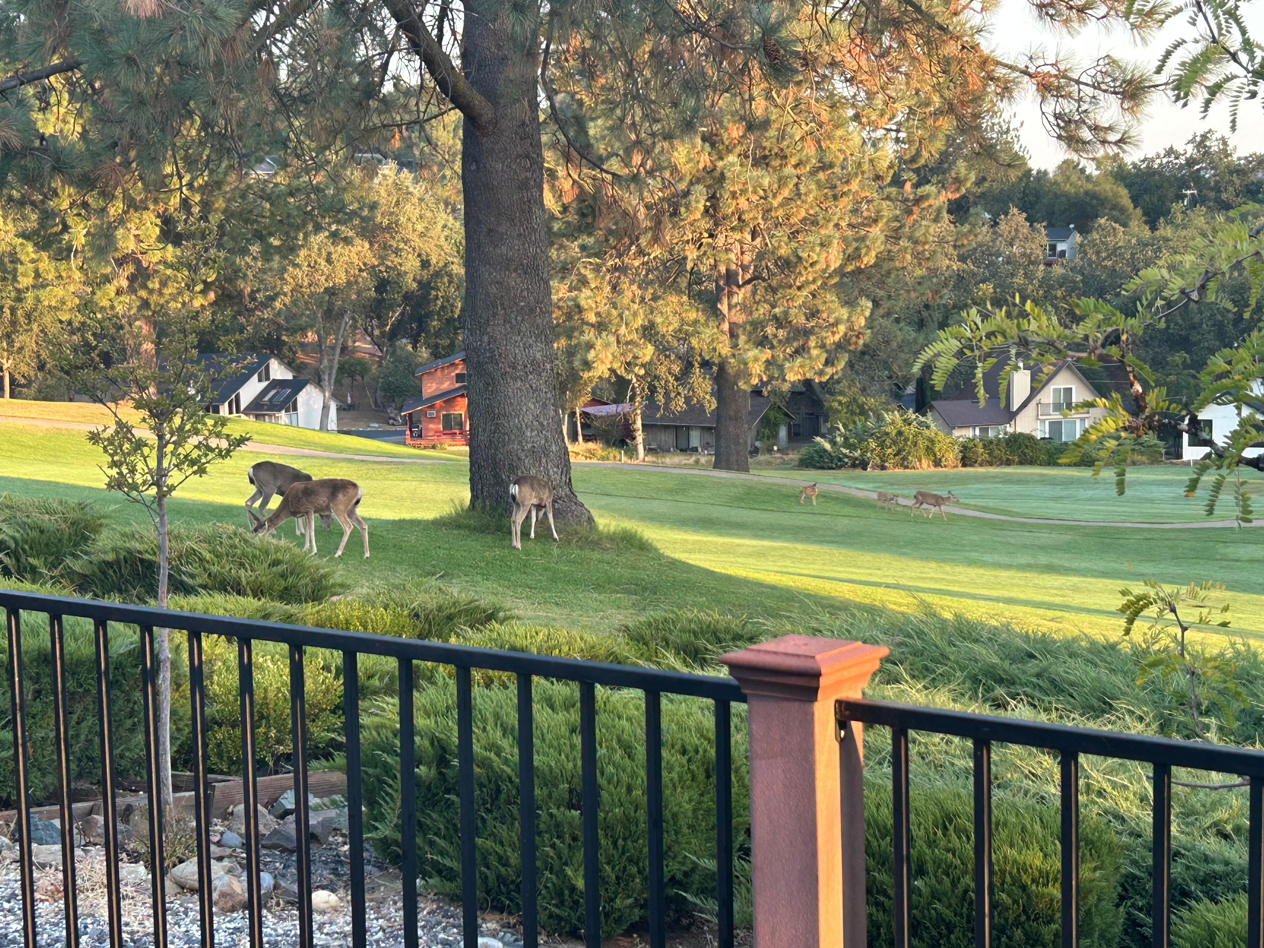 From the back outside deck