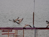 Geese taking flight