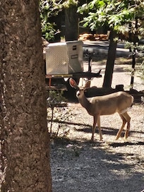 A doe strolling around at Cloudcroft.