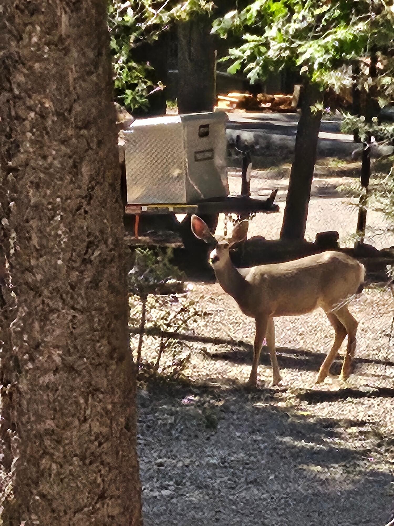 A doe strolling around at Cloudcroft.