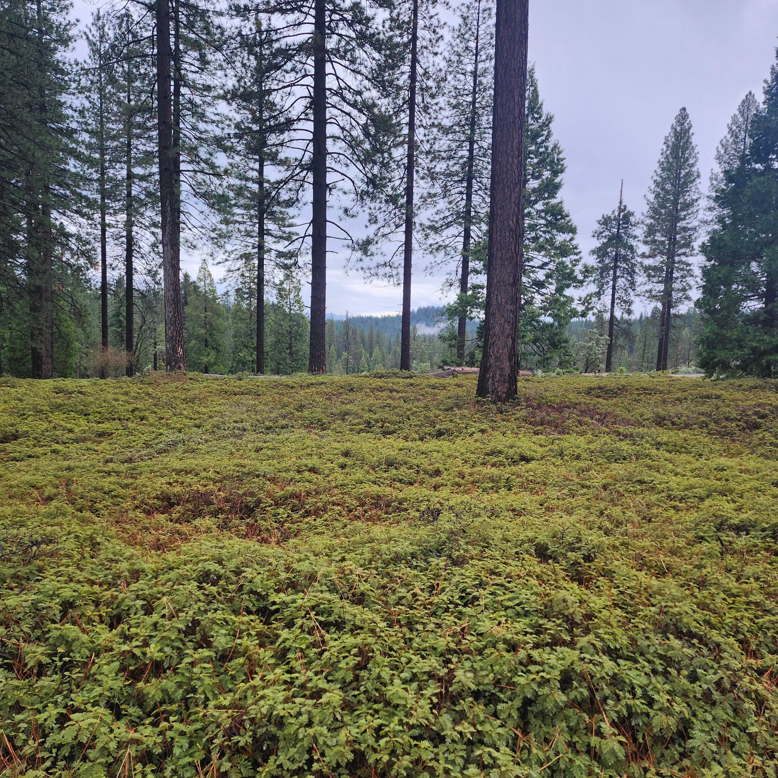 View while walking on a trail near the house.