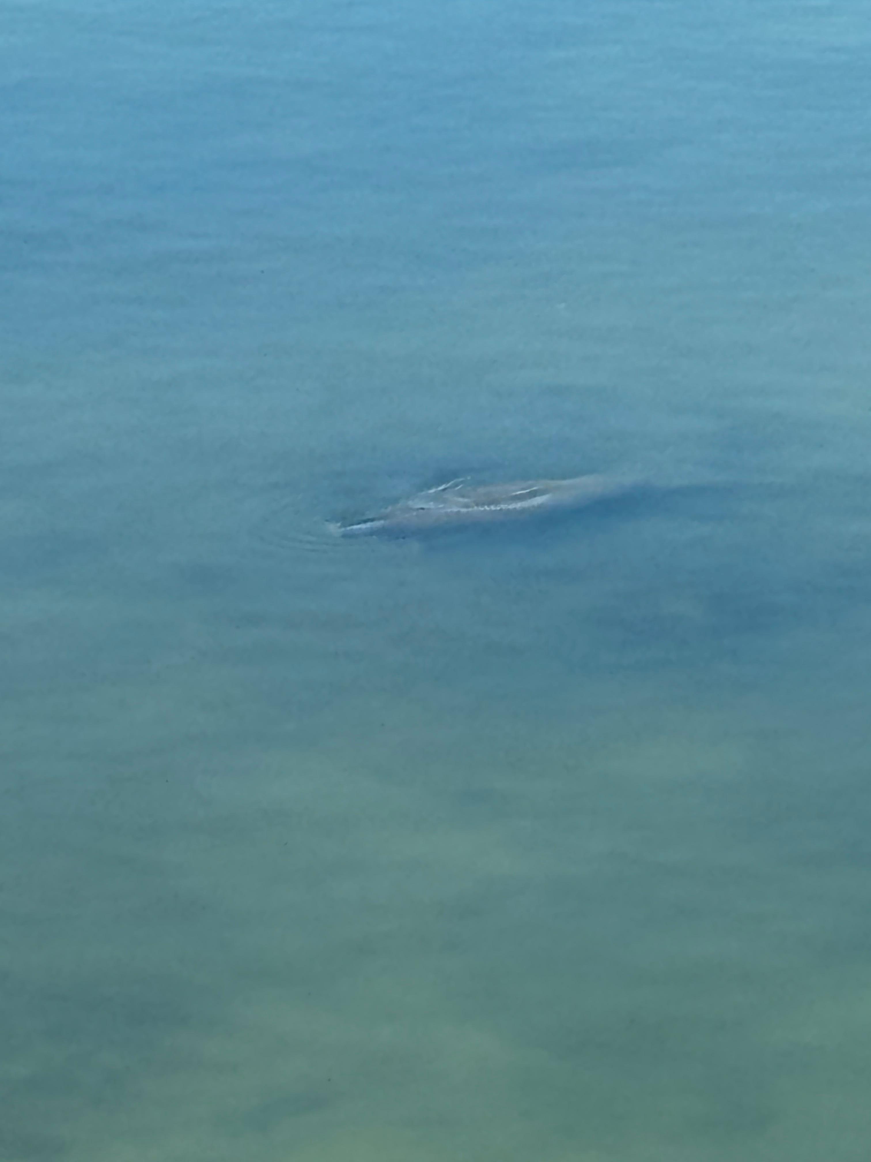 Manatee seen from our balcony. 