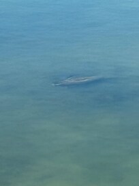 Manatee seen from our balcony.