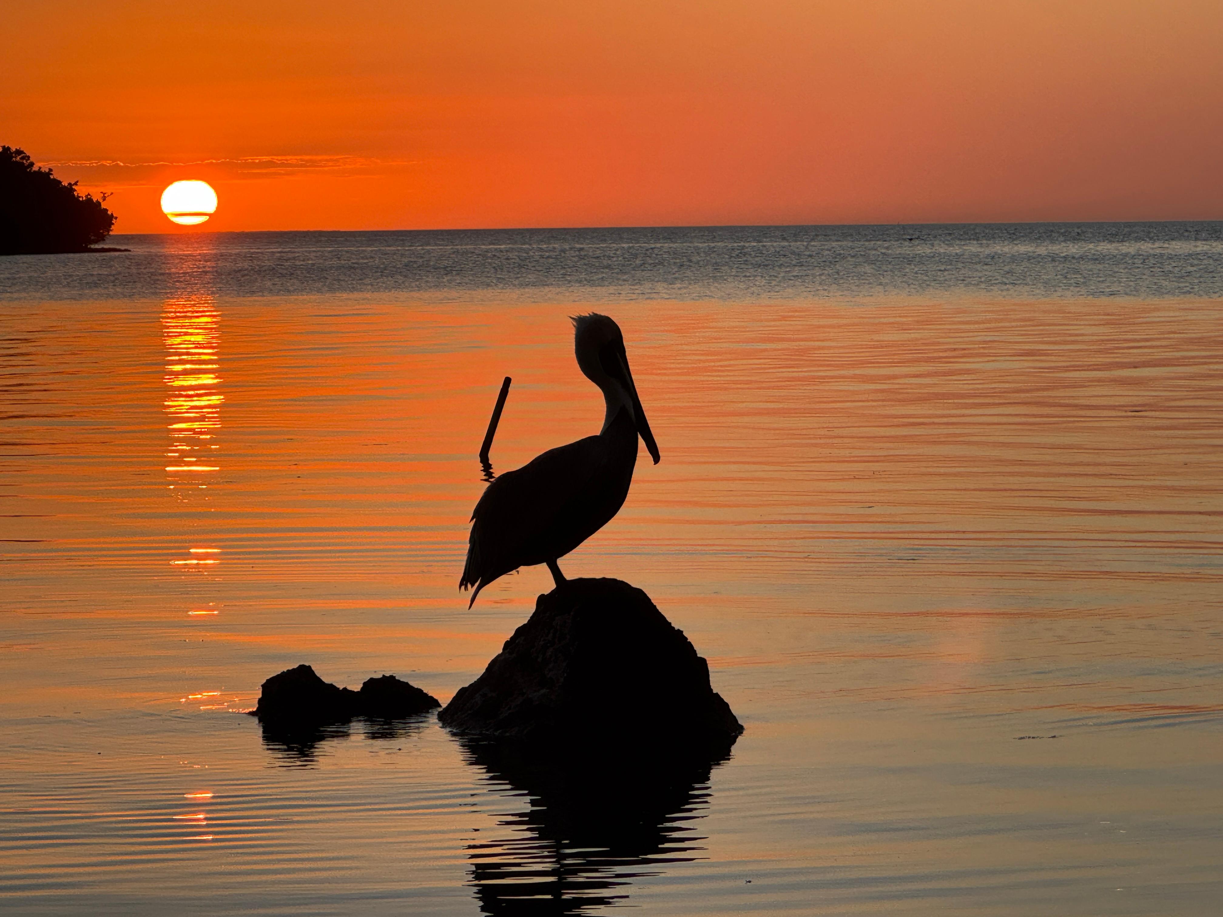 The sunsets are spectacular and there are so many pelicans to entertain you.