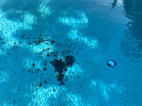 No long skimmer to clean it