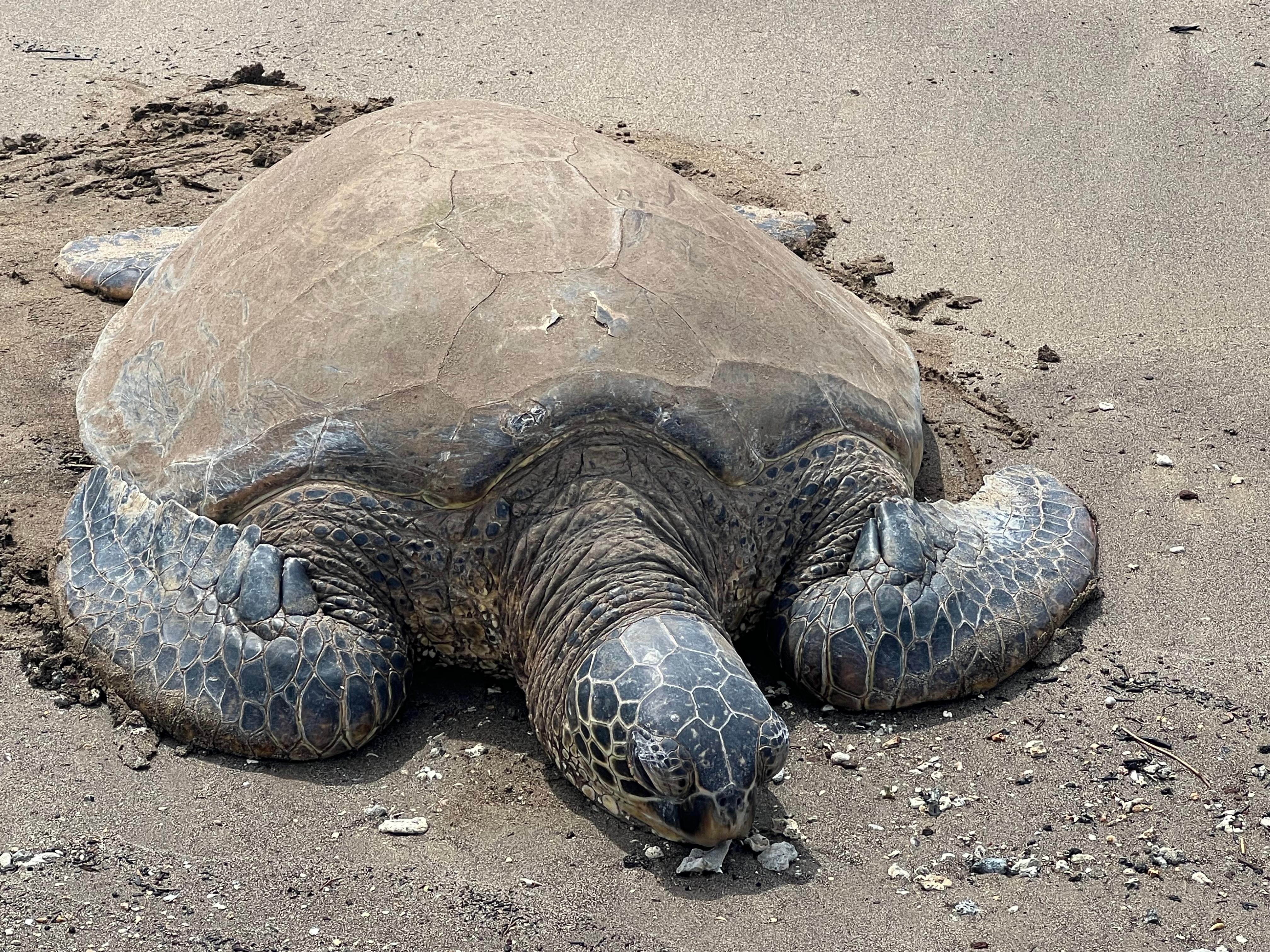 Green Sea Turtle