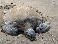 Green Sea Turtle
