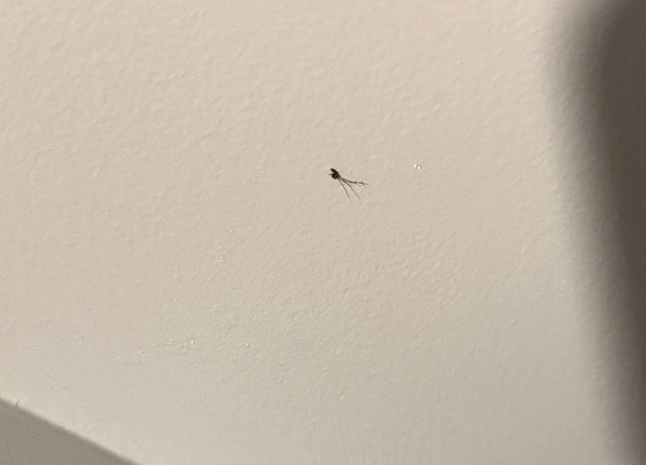 Glue & hair stuck to wall