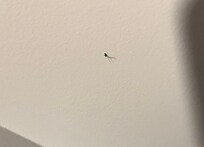 Glue & hair stuck to wall