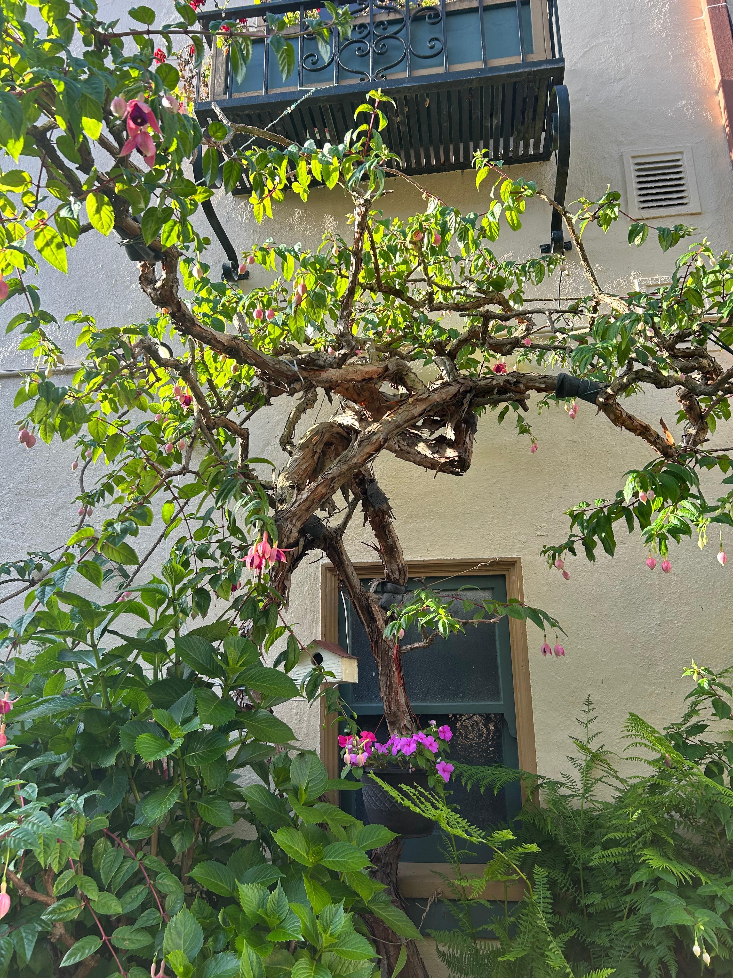 Fuchsias from 1939