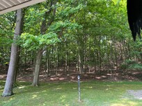 Wooded backyard