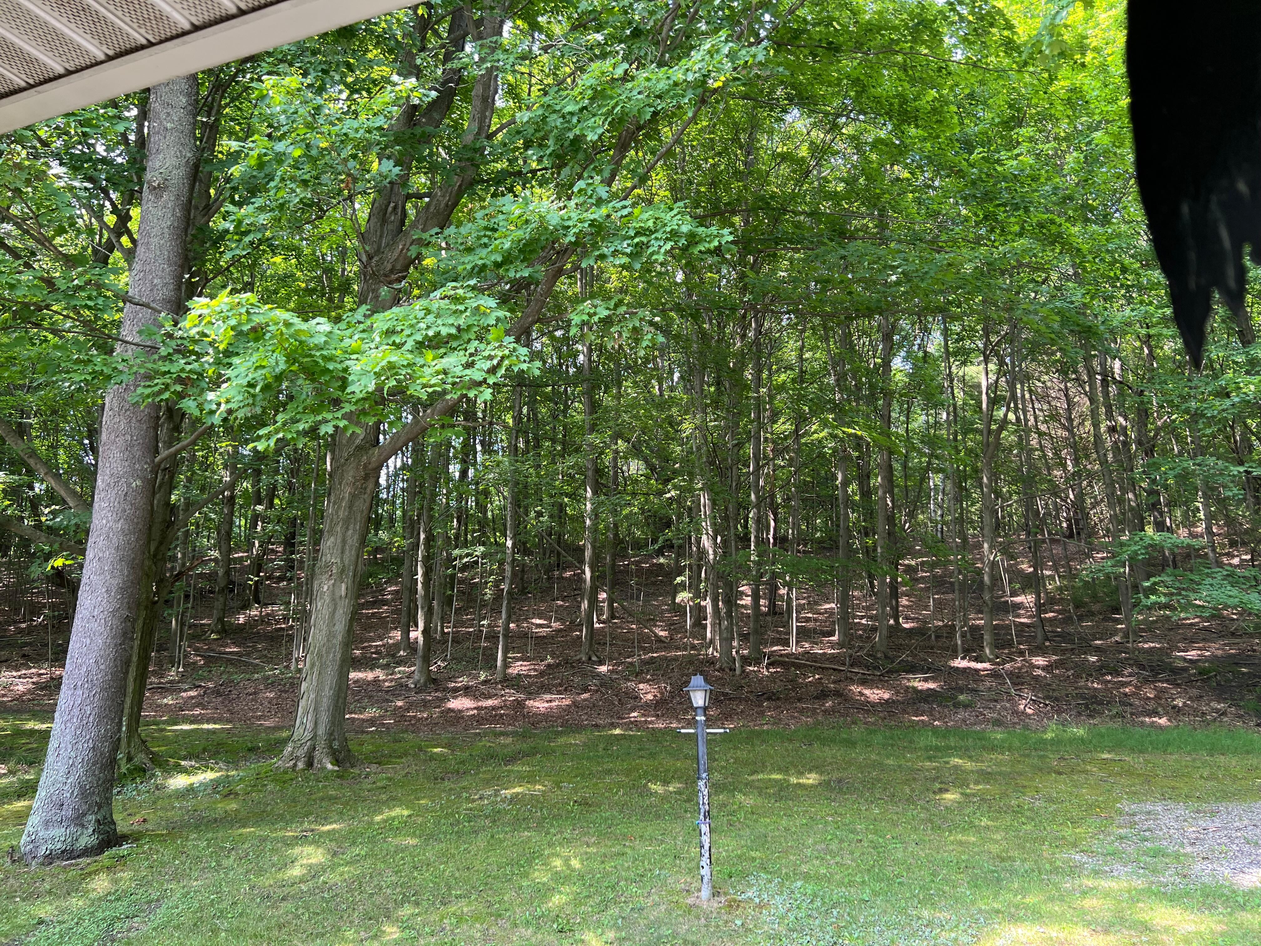 Wooded backyard 