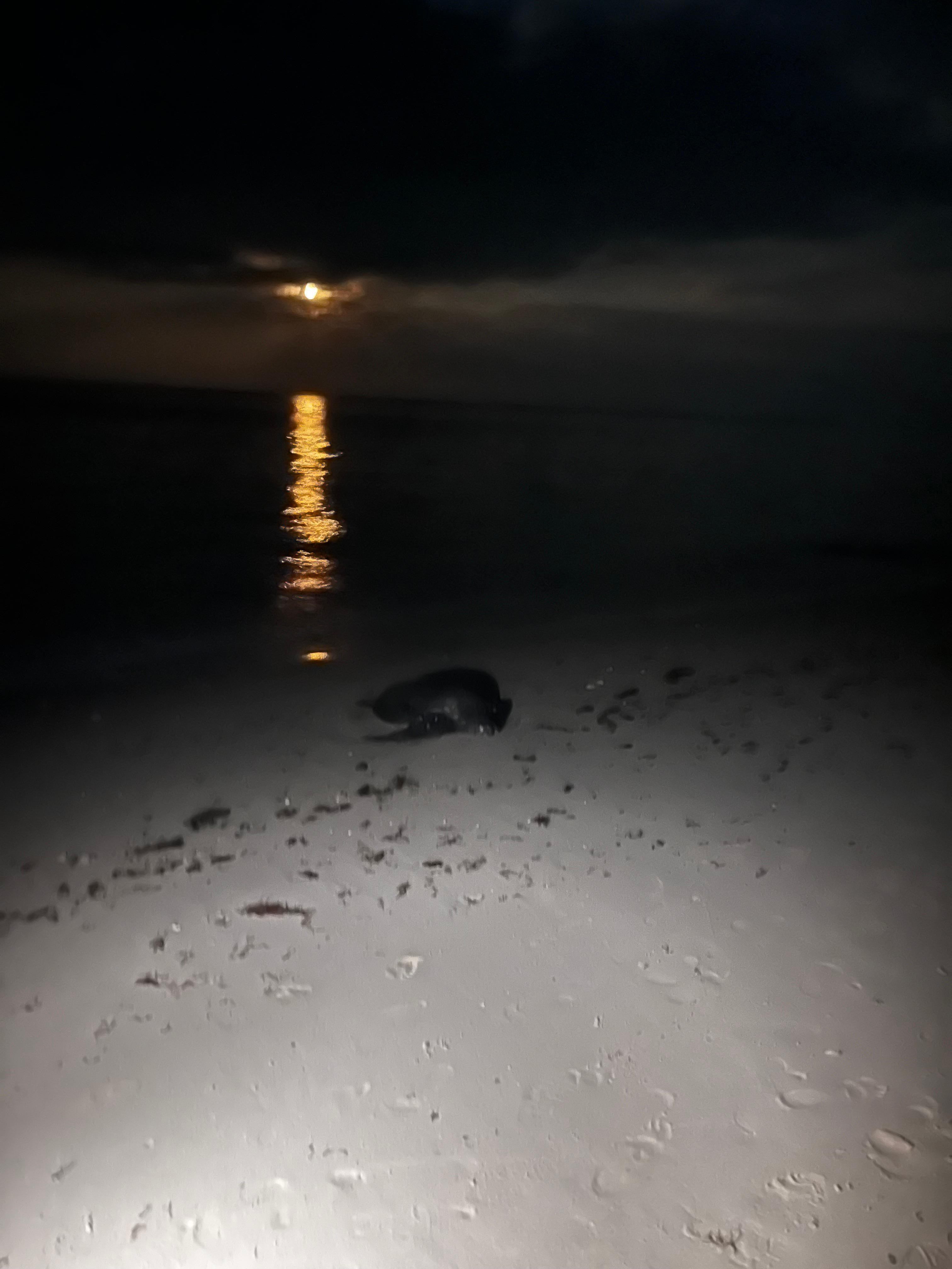 Evening appearance of turtle 