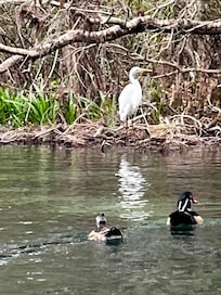 River wildlife.