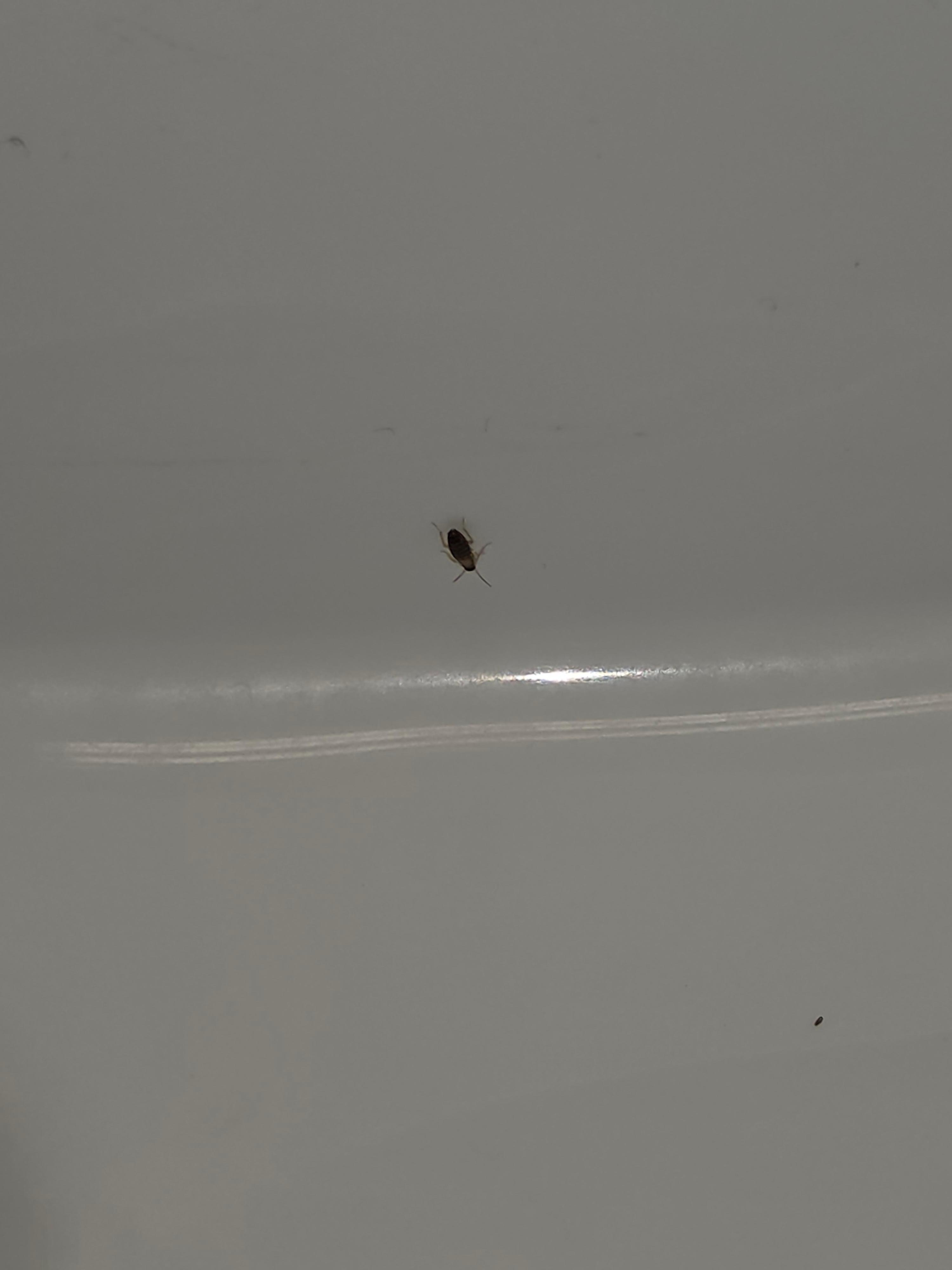 On the sink