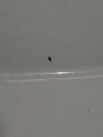On the sink