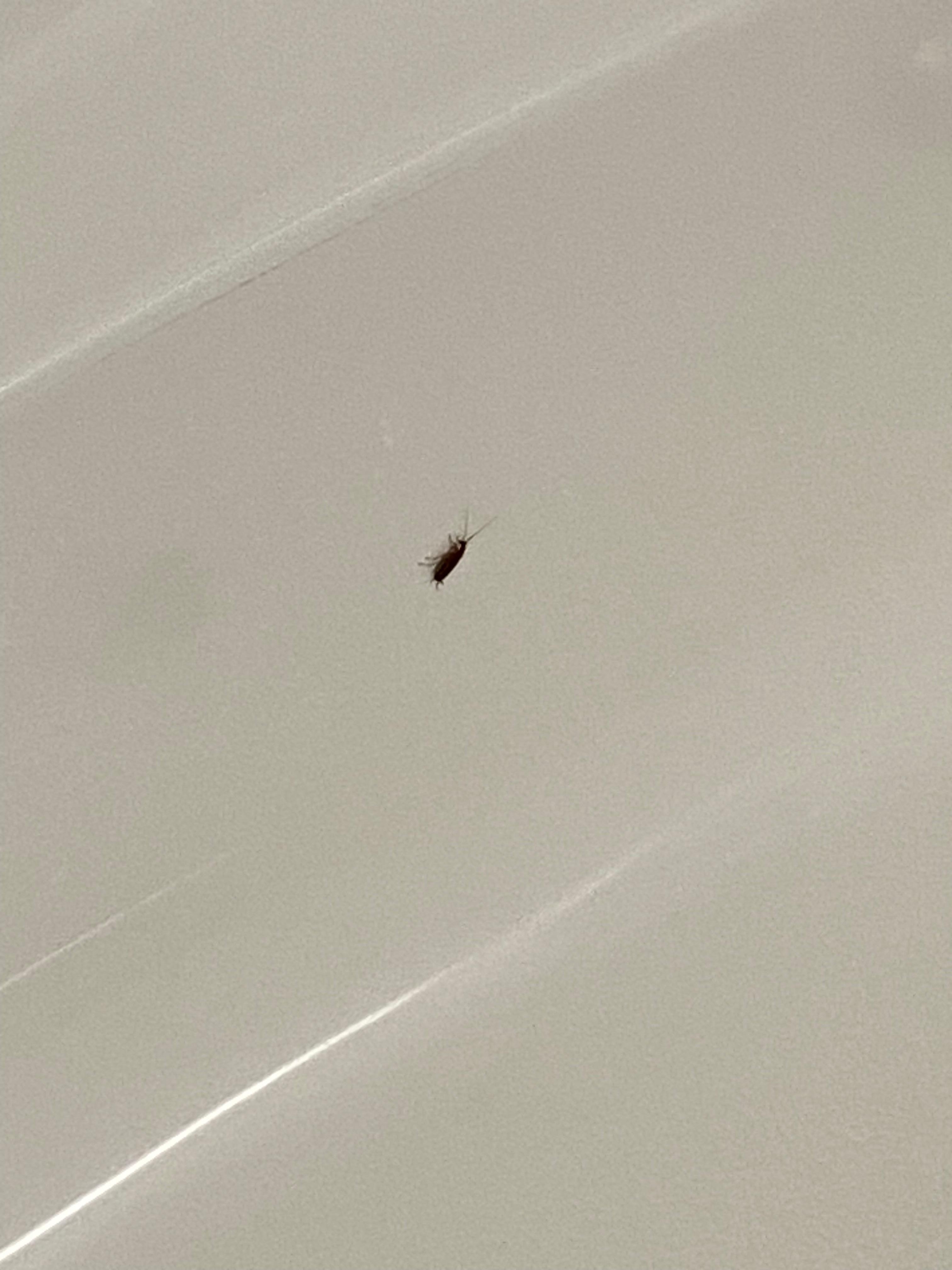 Cockroach in bathtub