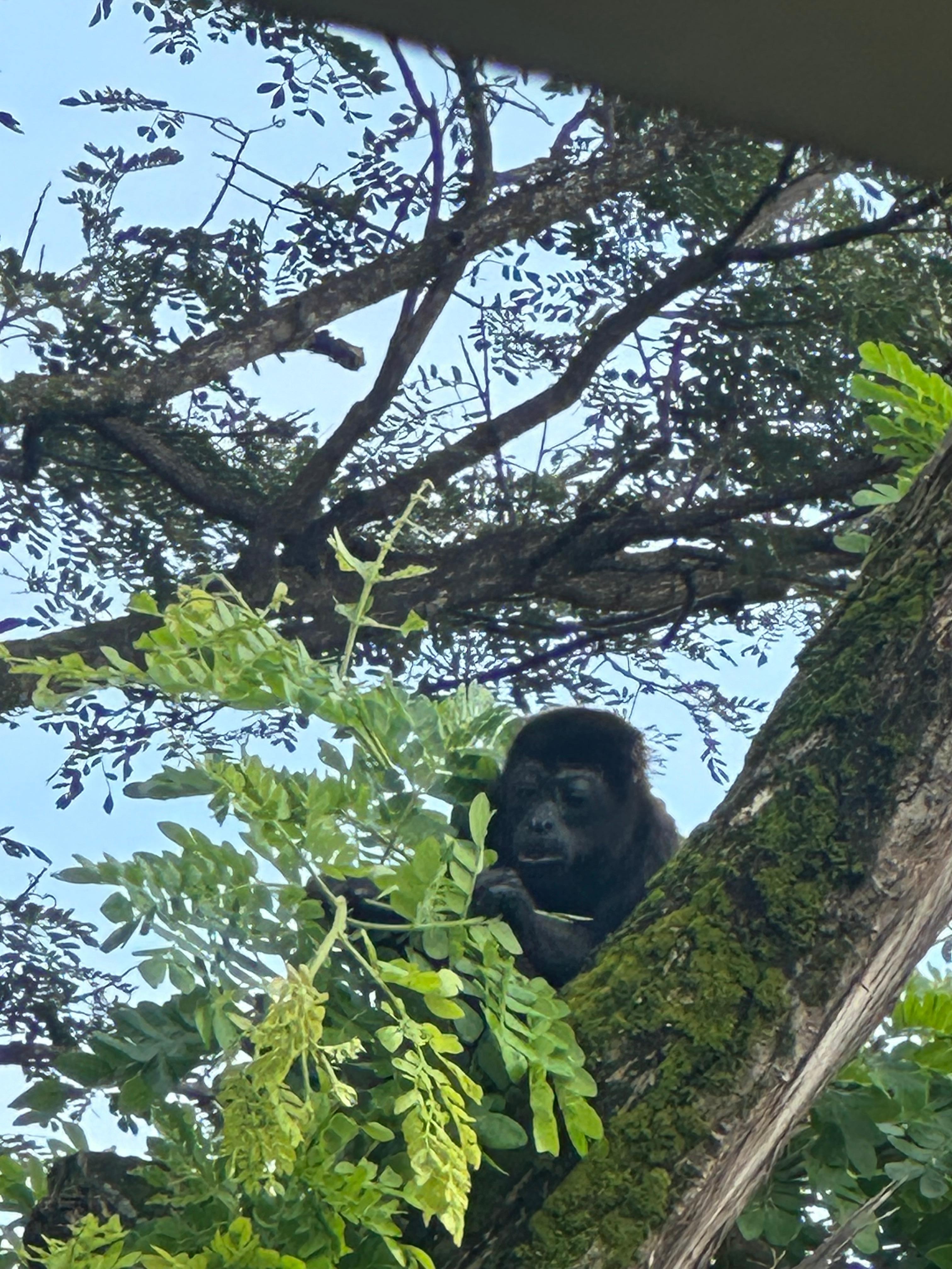 Howler monkeys came to say goodbye!
