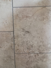 Clump of hair on the shower wall