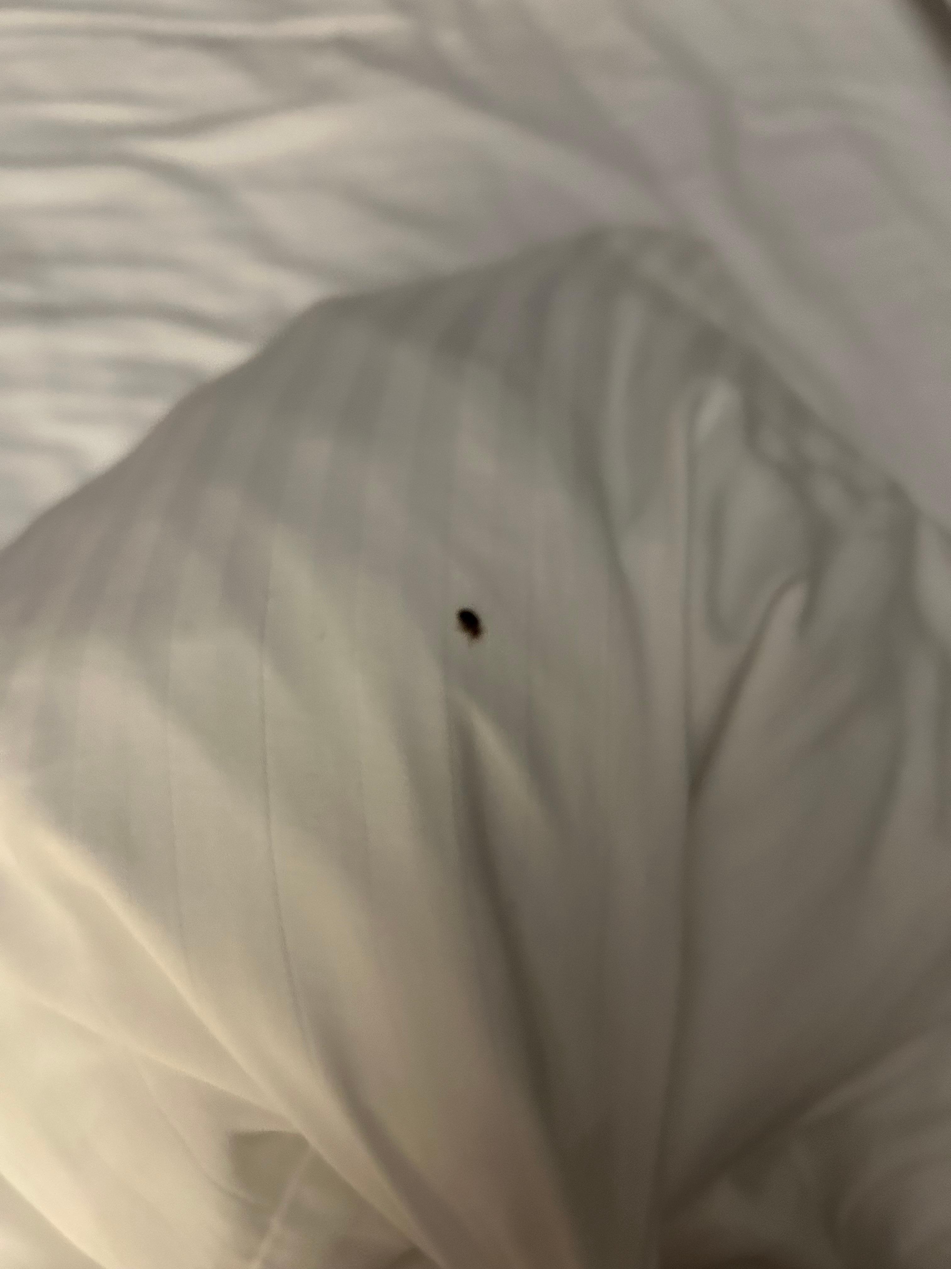 I woke up at night with bites and found this 