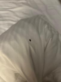 I woke up at night with bites and found this