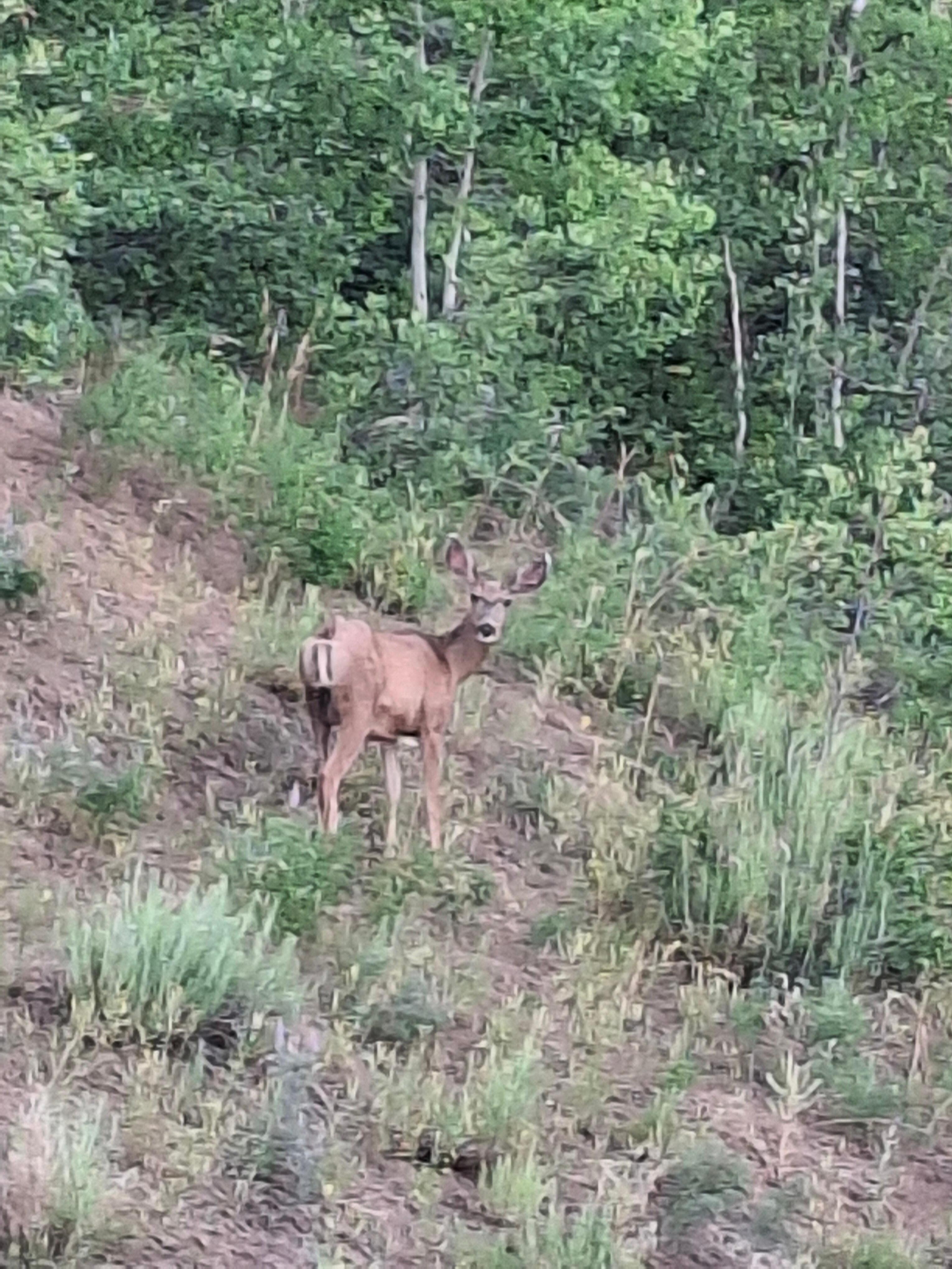 Deer behind house