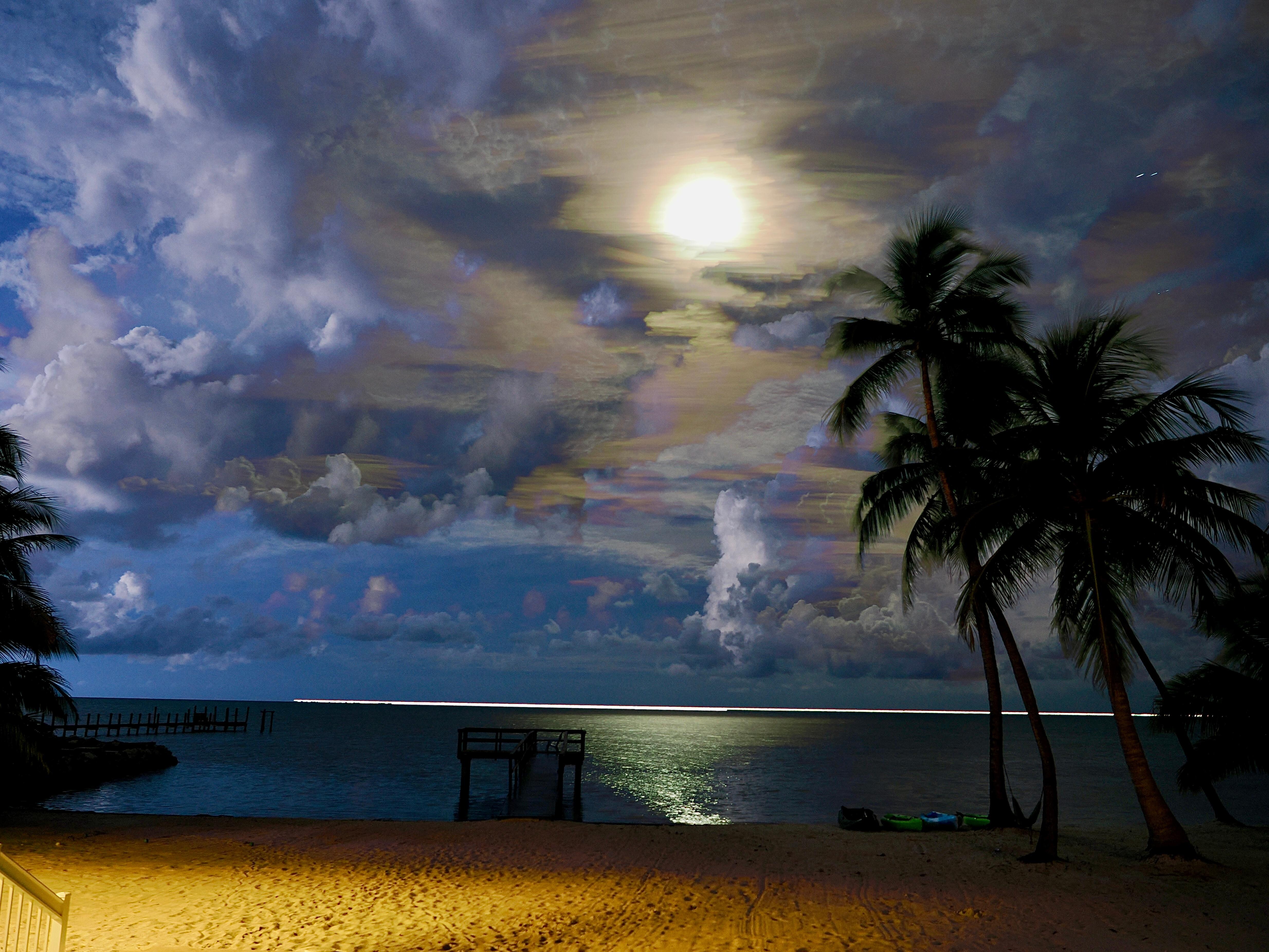 Palms illuminated by moonlight and lightning. 