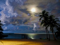 Palms illuminated by moonlight and lightning.