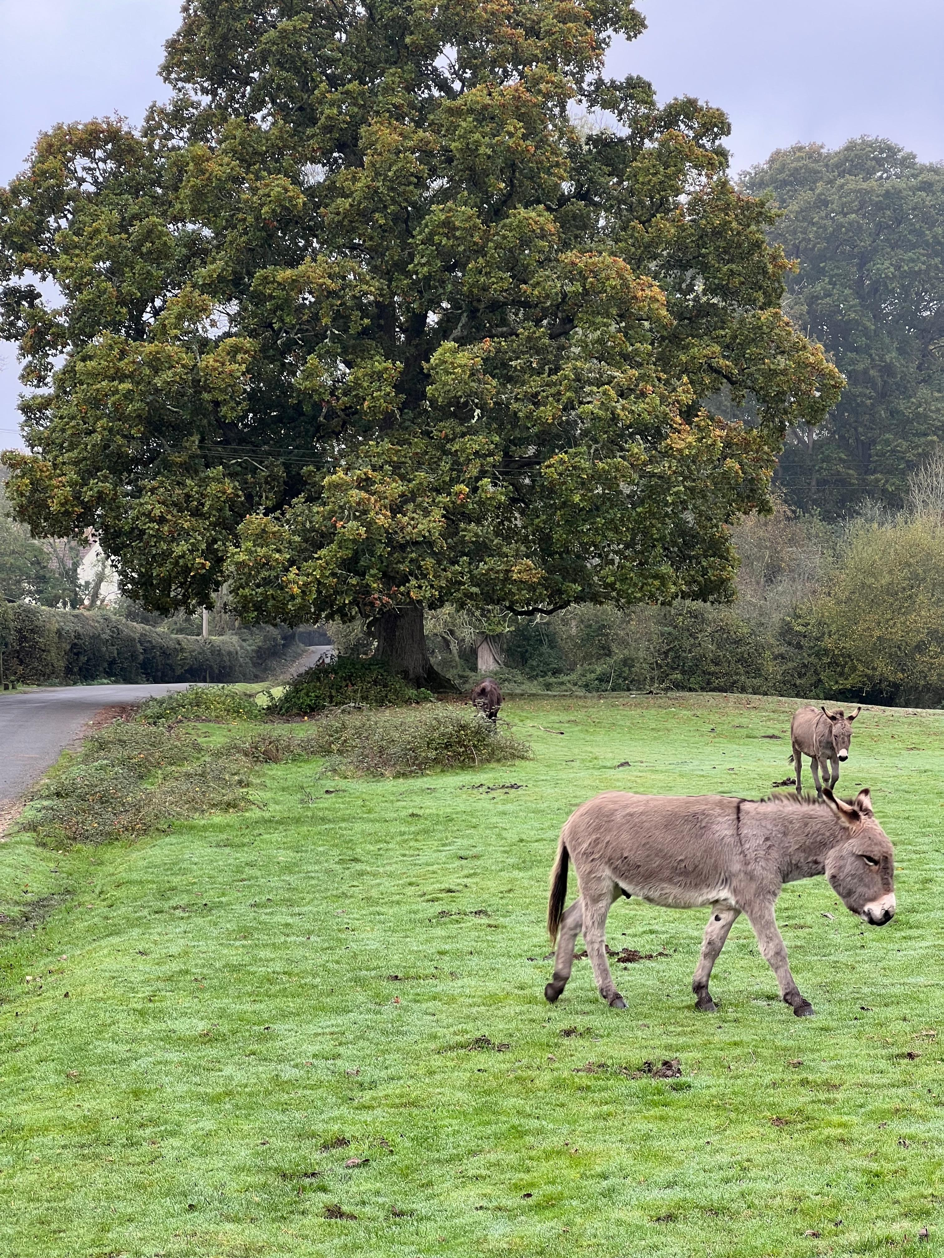 Donkeys across the road from the hotel