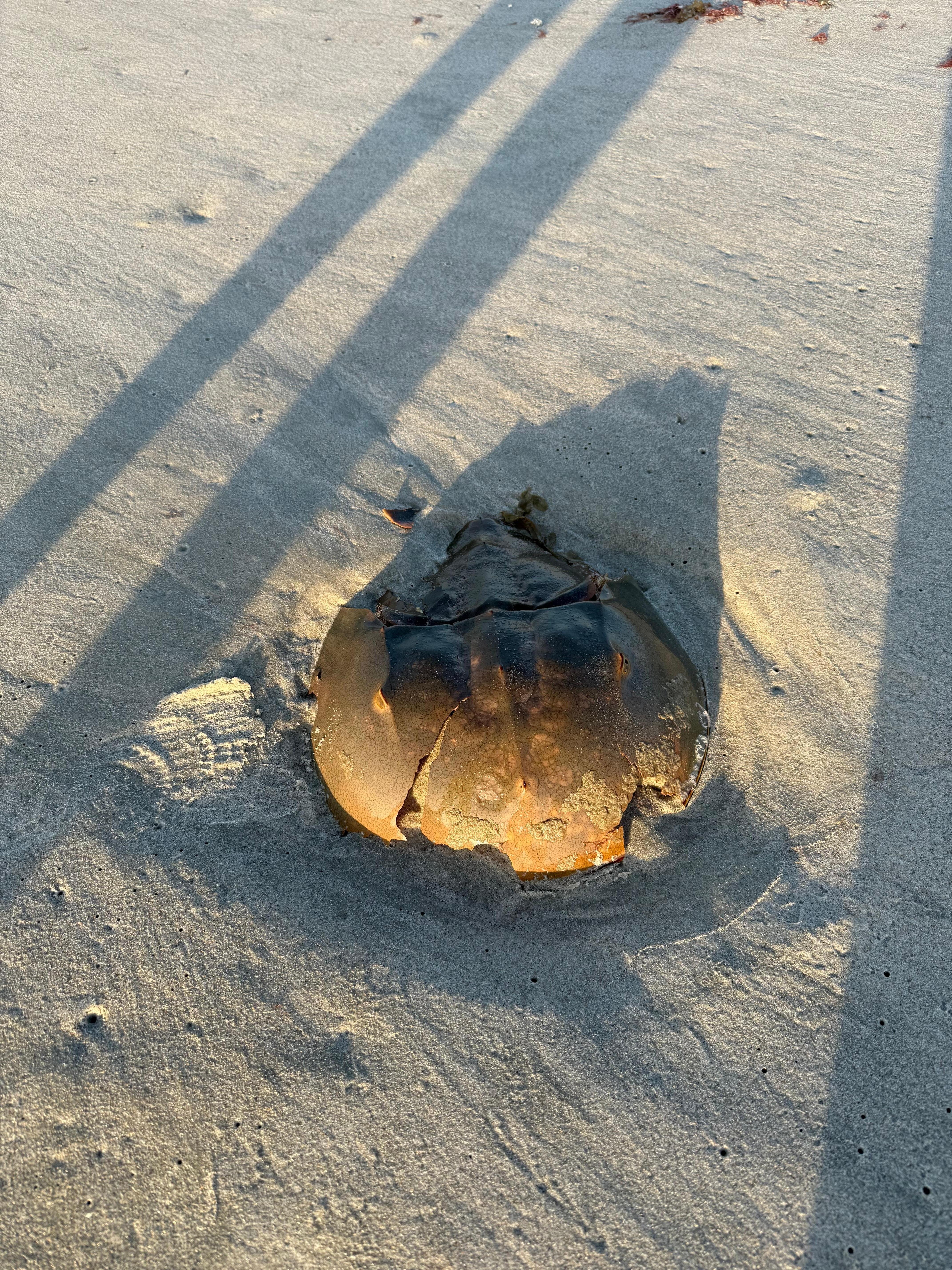 Horseshoe crab shell seen during a walk on the beach. 