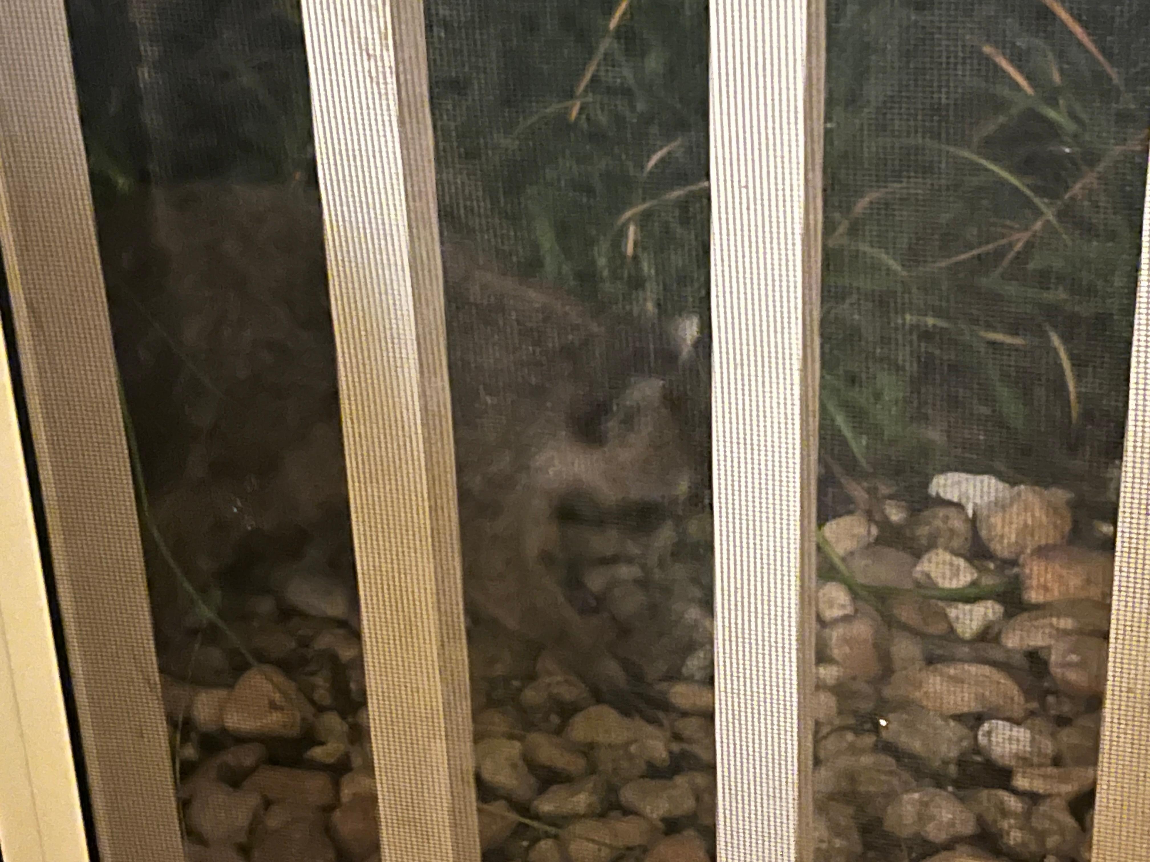 Besøk rett utenfor terrassen 🦝