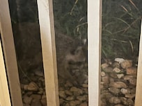 Besøk rett utenfor terrassen 🦝