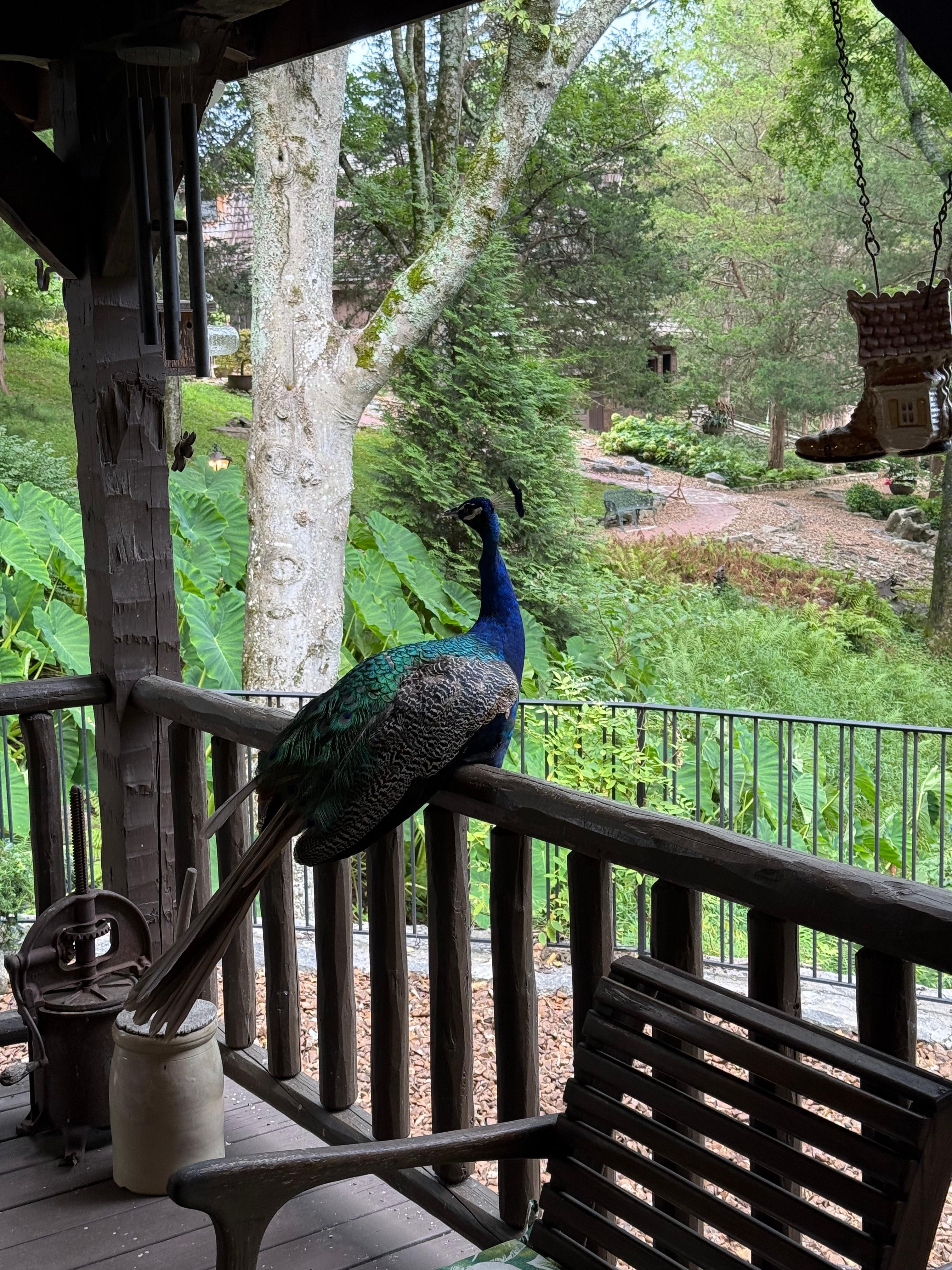 Our guest on the porch. 