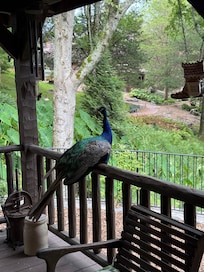 Our guest on the porch.