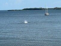 View from balcony- it’s a dolphin