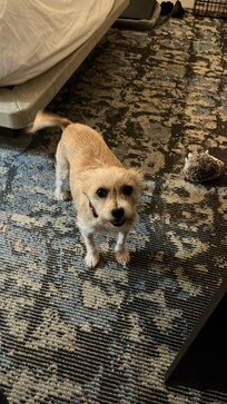 Winston loved The Lantern!