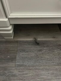 Balls of hair and filth throughout the home