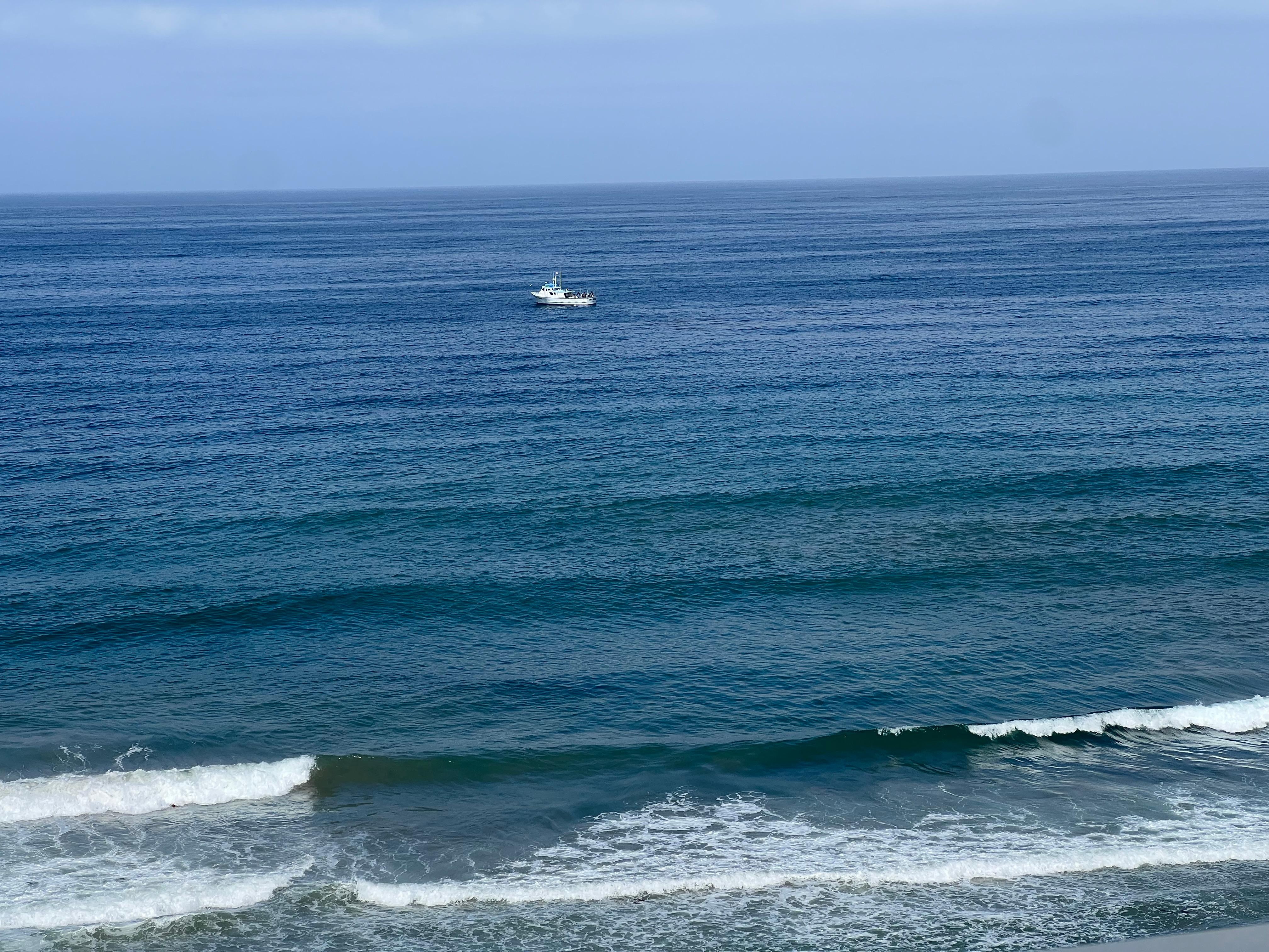 Saw 2 dolphins from the back patio one morning. 