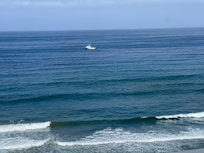 Saw 2 dolphins from the back patio one morning.