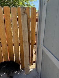Broken chewed up area in the fence with dog next door.
