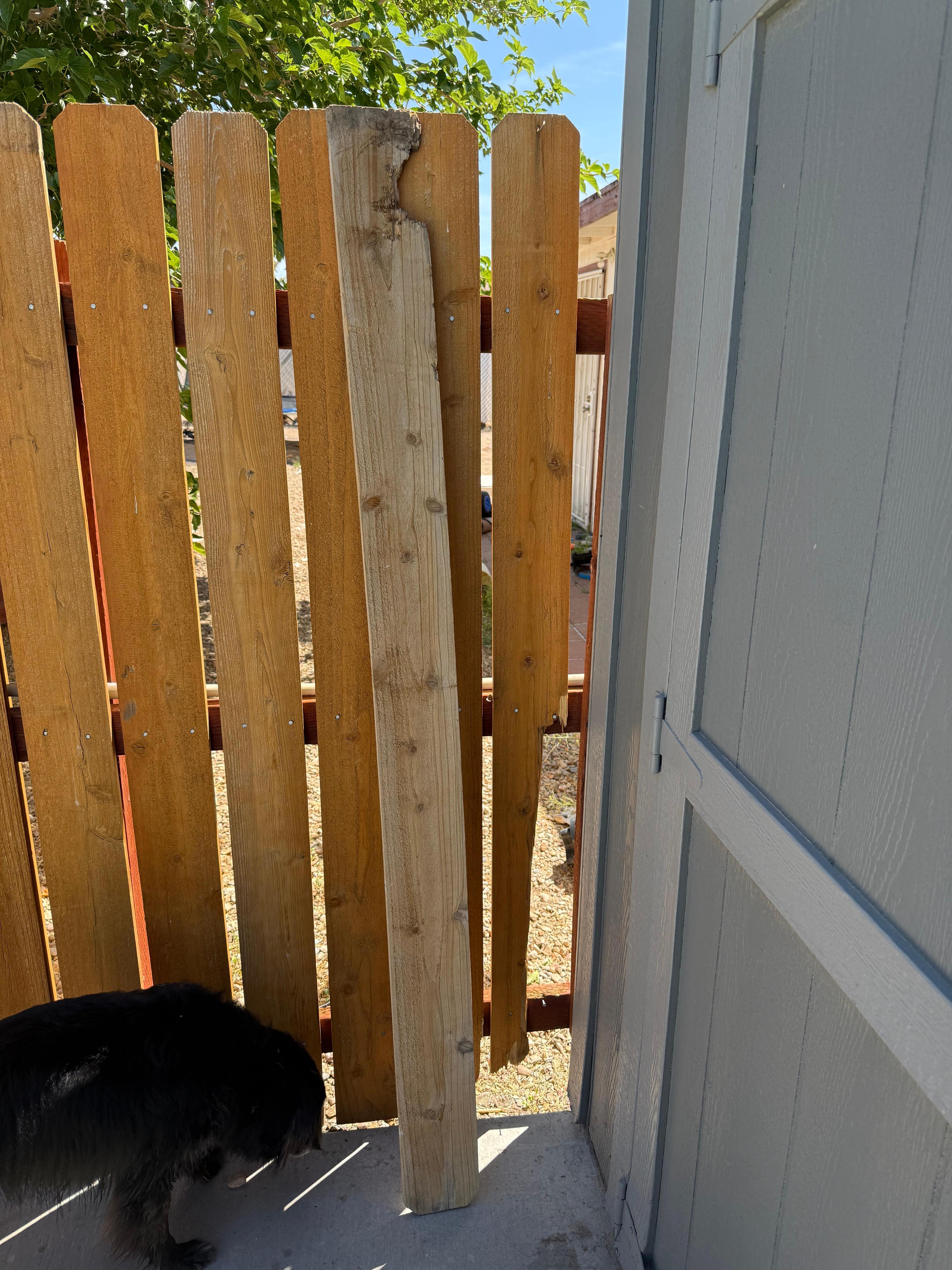 Broken chewed up area in the fence with dog next door.